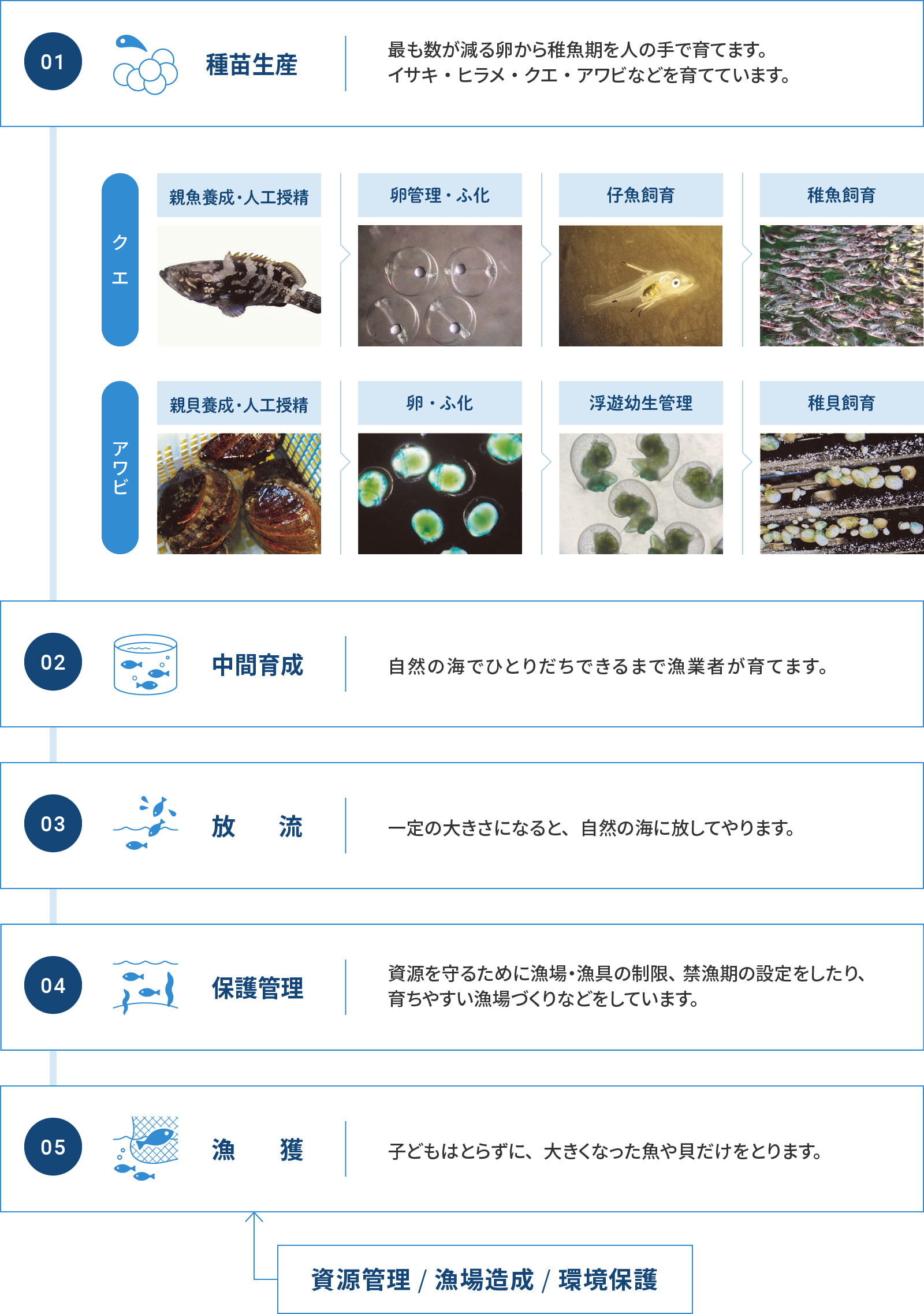 栽培漁業の流れ