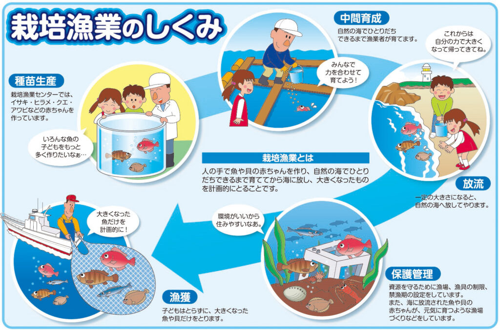 栽培漁業のしくみ